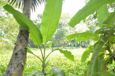 Köy sahnesinde yemyeşil ağaçlar, yoğun yeşillikler, doğa için mükemmel açık hava düzeni, rahatlama ve kentsel manzaralarda günlük anlar.