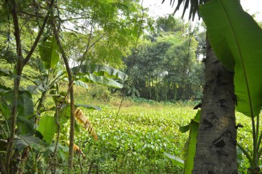 Köy sahnesinde yemyeşil ağaçlar, yoğun yeşillikler, doğa için mükemmel açık hava düzeni, rahatlama ve kentsel manzaralarda günlük anlar.