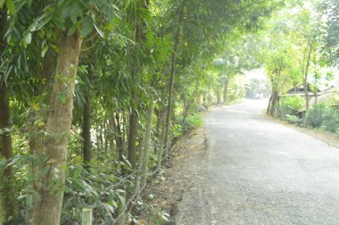 Köy sahnesinde yemyeşil ağaçlar, yoğun yeşillikler, doğa için mükemmel açık hava düzeni, rahatlama ve kentsel manzaralarda günlük anlar.