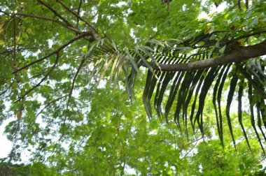 Köy sahnesinde yemyeşil ağaçlar, yoğun yeşillikler, doğa için mükemmel açık hava düzeni, rahatlama ve kentsel manzaralarda günlük anlar.