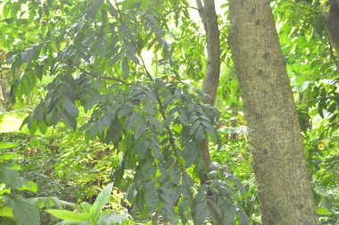 Köy sahnesinde yemyeşil ağaçlar, yoğun yeşillikler, doğa için mükemmel açık hava düzeni, rahatlama ve kentsel manzaralarda günlük anlar.