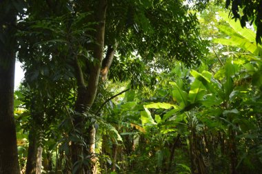 Köy sahnesinde yemyeşil ağaçlar, yoğun yeşillikler, doğa için mükemmel açık hava düzeni, rahatlama ve kentsel manzaralarda günlük anlar.