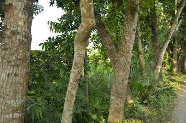 Köy sahnesinde yemyeşil ağaçlar, yoğun yeşillikler, doğa için mükemmel açık hava düzeni, rahatlama ve kentsel manzaralarda günlük anlar.