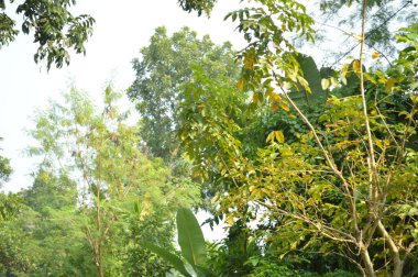 Köy sahnesinde yemyeşil ağaçlar, yoğun yeşillikler, doğa için mükemmel açık hava düzeni, rahatlama ve kentsel manzaralarda günlük anlar.