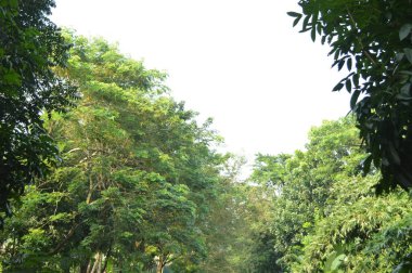 Köy sahnesinde yemyeşil ağaçlar, yoğun yeşillikler, doğa için mükemmel açık hava düzeni, rahatlama ve kentsel manzaralarda günlük anlar.