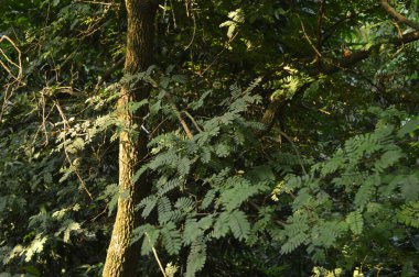 Köy sahnesinde yemyeşil ağaçlar, yoğun yeşillikler, doğa için mükemmel açık hava düzeni, rahatlama ve kentsel manzaralarda günlük anlar.