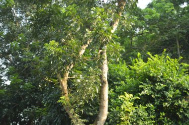 Köy sahnesinde yemyeşil ağaçlar, yoğun yeşillikler, doğa için mükemmel açık hava düzeni, rahatlama ve kentsel manzaralarda günlük anlar.
