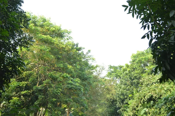 Köy sahnesinde yemyeşil ağaçlar, yoğun yeşillikler, doğa için mükemmel açık hava düzeni, rahatlama ve kentsel manzaralarda günlük anlar.