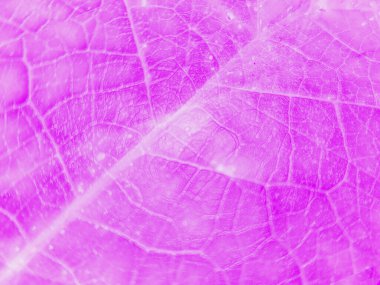 Pürüzsüz şekilleri ve yumuşak yaprak dokusuyla soyut mor arkaplan. Pankart, poster, duvar kağıdı ve web tasarımı için mükemmel.