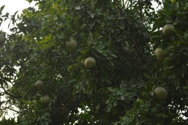 Olgun Bael meyvesi, yeşil yapraklar ve güneş ışığıyla dolu bir ağaçta yetişiyor. Doğa, tarım, tropikal meyve, organik tarım ve botanik temalar için mükemmel.