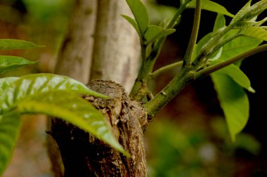 Parlak doğal ışıkla aydınlatılan taze yeşil yaprakların yakın çekimi, yumuşak ve bulanık arka planda canlı dokular ve organik detaylar sergiliyor. Doğa, botanik, ekoloji ve sağlık konuları için mükemmel.