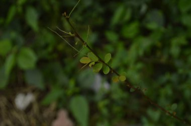 Parlak doğal ışıkla aydınlatılan taze yeşil yaprakların yakın çekimi, yumuşak ve bulanık arka planda canlı dokular ve organik detaylar sergiliyor. Doğa, botanik, ekoloji ve sağlık konuları için mükemmel.