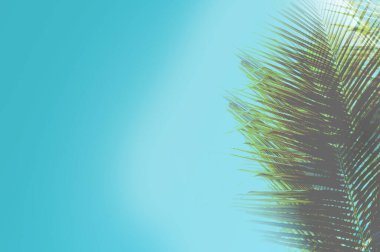 Bereketli tropikal palmiye yaprakları canlı, çok renkli bir renge bürünerek yeni bir yaz havası yaratıyor. Seyahat reklamları, doğa teması, yaratıcı dekor ve modern tasarım projeleri için mükemmel..