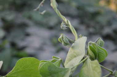 Parlak yeşil yapraklar ve bulanık doğal bir arka plana karşı hassas bileşik yapraklar. Taze, huzurlu ve doğal ruh hali doğa, açık hava ve bahçe temaları için mükemmel..