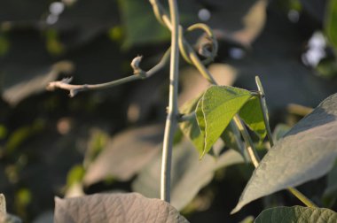 Parlak yeşil yapraklar ve bulanık doğal bir arka plana karşı hassas bileşik yapraklar. Taze, huzurlu ve doğal ruh hali doğa, açık hava ve bahçe temaları için mükemmel..