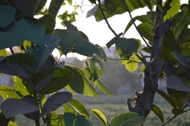 Parlak yeşil yapraklar ve bulanık doğal bir arka plana karşı hassas bileşik yapraklar. Taze, huzurlu ve doğal ruh hali doğa, açık hava ve bahçe temaları için mükemmel..