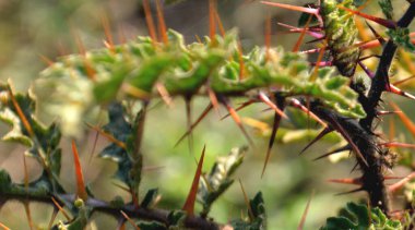 Parlak yeşil yapraklar ve bulanık doğal bir arka plana karşı hassas bileşik yapraklar. Taze, huzurlu ve doğal ruh hali doğa, açık hava ve bahçe temaları için mükemmel..