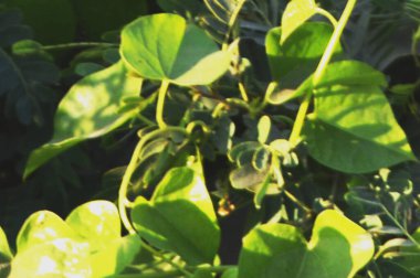 Parlak yeşil yapraklar ve bulanık doğal bir arka plana karşı hassas bileşik yapraklar. Taze, huzurlu ve doğal ruh hali doğa, açık hava ve bahçe temaları için mükemmel..