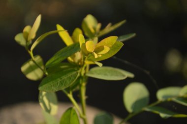 Parlak yeşil yapraklar ve bulanık doğal bir arka plana karşı hassas bileşik yapraklar. Taze, huzurlu ve doğal ruh hali doğa, açık hava ve bahçe temaları için mükemmel..