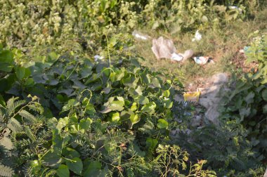 Parlak yeşil yapraklar ve bulanık doğal bir arka plana karşı hassas bileşik yapraklar. Taze, huzurlu ve doğal ruh hali doğa, açık hava ve bahçe temaları için mükemmel..