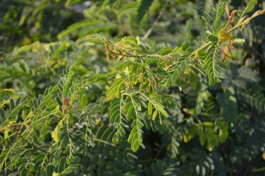 Parlak yeşil yapraklar ve bulanık doğal bir arka plana karşı hassas bileşik yapraklar. Taze, huzurlu ve doğal ruh hali doğa, açık hava ve bahçe temaları için mükemmel..