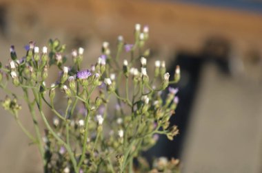 Parlak yeşil yaprakları, tomurcukları ve hassas bileşik yaprakları bulanık doğal bir arka plana karşı kapatın. Taze, huzurlu ve doğal ruh hali doğa, açık hava ve bahçe temaları için mükemmel..