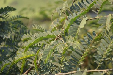 Parlak yeşil yapraklar ve bulanık doğal bir arka plana karşı hassas bileşik yapraklar. Taze, huzurlu ve doğal ruh hali doğa, açık hava ve bahçe temaları için mükemmel..