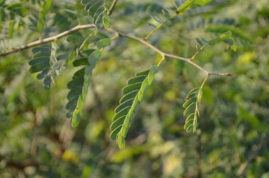 Parlak yeşil yapraklar ve bulanık doğal bir arka plana karşı hassas bileşik yapraklar. Taze, huzurlu ve doğal ruh hali doğa, açık hava ve bahçe temaları için mükemmel..
