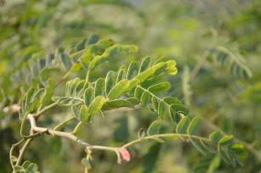 Parlak yeşil yapraklar ve bulanık doğal bir arka plana karşı hassas bileşik yapraklar. Taze, huzurlu ve doğal ruh hali doğa, açık hava ve bahçe temaları için mükemmel..