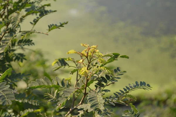 Parlak yeşil yapraklar ve bulanık doğal bir arka plana karşı hassas bileşik yapraklar. Taze, huzurlu ve doğal ruh hali doğa, açık hava ve bahçe temaları için mükemmel..