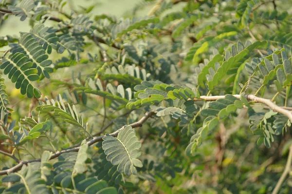 Parlak yeşil yapraklar ve bulanık doğal bir arka plana karşı hassas bileşik yapraklar. Taze, huzurlu ve doğal ruh hali doğa, açık hava ve bahçe temaları için mükemmel..