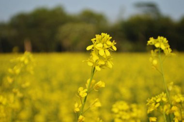 Çiçek açmış canlı bir kanola alanı. Yumuşak, yeşil bir zemine karşı sarı renkte parlıyor. Doğa, açık hava yaşam tarzı ve tarım temaları için ideal, sıcaklık, büyüme ve sakin kırsal güzellik aktarımı.