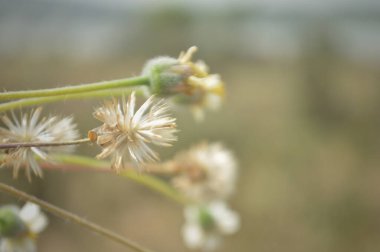 Yumuşak makro odak noktasında ele geçirilen narin kurumuş kır çiçeği tohumu başları ve ince sapları sakin, nostalji ve doğal dokuyu iletiyor. Sessiz dünyevi tonlar, sığ alan derinliği ve ince Bokeh nazik bir botanik çalışması oluşturur..
