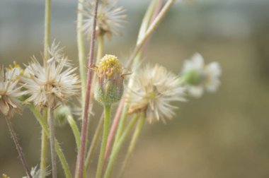 Yumuşak makro odak noktasında ele geçirilen narin kurumuş kır çiçeği tohumu başları ve ince sapları sakin, nostalji ve doğal dokuyu iletiyor. Sessiz dünyevi tonlar, sığ alan derinliği ve ince Bokeh nazik bir botanik çalışması oluşturur..