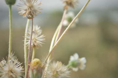 Yumuşak makro odak noktasında ele geçirilen narin kurumuş kır çiçeği tohumu başları ve ince sapları sakin, nostalji ve doğal dokuyu iletiyor. Sessiz dünyevi tonlar, sığ alan derinliği ve ince Bokeh nazik bir botanik çalışması oluşturur..