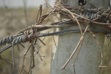 Yeşil yapraklar ve yumuşak bokeh arkaplan ile çitin etrafına sarılmış paslı dikenli teller, sınır, koruma, çürüme ve kırsal yalıtım çağrıştırıyor.