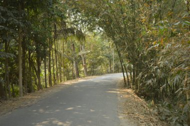 Sessiz, kıvrımlı bir köy yolu sık yeşil ağaçların ve ormanın içinden geçer. Huzurlu bir kırsal alan oluşturur. Güneş ışığı, doğa ve yalnızlık seyahat, yürüyüş ve açık hava yaşam tarzları için idealdir..