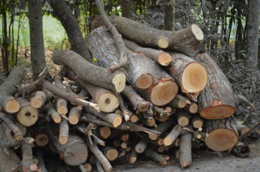 Kesilen ağaç kütükleri kesilip biçildikten sonra kuru zeminde dinleniyor. Bu da büyüme halkalarını, tahta tanelerini ve kabuklarını ortaya çıkarıyor. Açık hava orman sahneleri ağaç kesme, kereste işleme, kırsal doku ve doğal materyalleri çağrıştırıyor.