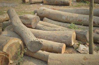Kesilen ağaç kütükleri kesilip biçildikten sonra kuru zeminde dinleniyor. Bu da büyüme halkalarını, tahta tanelerini ve kabuklarını ortaya çıkarıyor. Açık hava orman sahneleri ağaç kesme, kereste işleme, kırsal doku ve doğal materyalleri çağrıştırıyor.