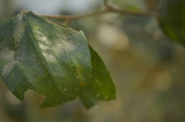 Parlak yeşil yapraklar ve yoğun yapraklar, güneş ışığı tropikal bir gölgelikten süzülürken, taze, sakin ve doğa ve ekoloji projeleri için doğal güzellikleri ileten katmanlı desenler ve canlı dokular yaratıyor.