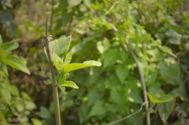 Parlak yeşil yapraklar ve yoğun yapraklar, güneş ışığı tropikal bir gölgelikten süzülürken, taze, sakin ve doğa ve ekoloji projeleri için doğal güzellikleri ileten katmanlı desenler ve canlı dokular yaratıyor.