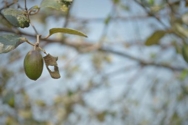 Parlak yeşil yapraklar ve yoğun yapraklar, güneş ışığı tropikal bir gölgelikten süzülürken, taze, sakin ve doğa ve ekoloji projeleri için doğal güzellikleri ileten katmanlı desenler ve canlı dokular yaratıyor.
