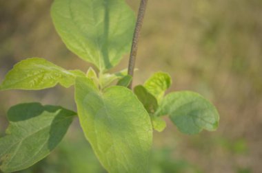 Parlak yeşil yapraklar ve yoğun yapraklar, güneş ışığı tropikal bir gölgelikten süzülürken, taze, sakin ve doğa ve ekoloji projeleri için doğal güzellikleri ileten katmanlı desenler ve canlı dokular yaratıyor.