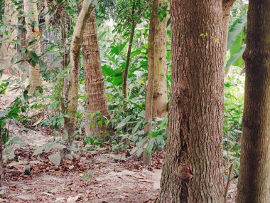 Açık hava ortamında bir ağaç dalında canlı yeşil yapraklar. Doğal ışık, taze yeşillikleri, büyümeyi ve bahçe, açık hava ve çevre temaları için uygun doğayı ön plana çıkarıyor.