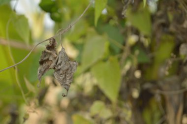 Bangladeş 'teki ağaçta kurumuş yapraklar.
