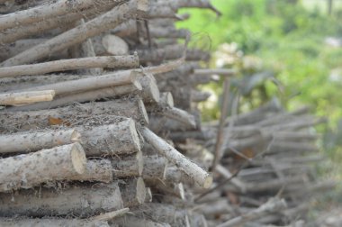 Kesik ağaç kütükleri ve birbirine dolanmış kökler yakın plan, testereli uçlar, sert kabuk, tozlu doku ve topraksı tonlar; kırsal doğal taşıma temizleme, ormancılık ve çürüme.