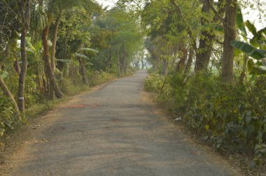 Bangladeş köyündeki kırsal yol yeşil ağaçla çevrili.
