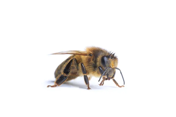 Biene Isoliert Auf Weißem Hintergrund Makro — Stockfoto