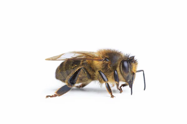 Biene Isoliert Auf Weißem Hintergrund Makro — Stockfoto