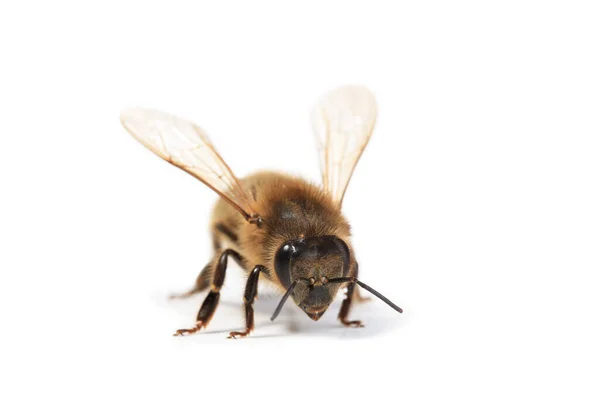 Bee Isolated White Background Macro — Stock Photo, Image